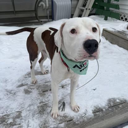 Enlarge Ace, a ADOPTABLE Mixed Breed in St. Albans, VT image 6/6