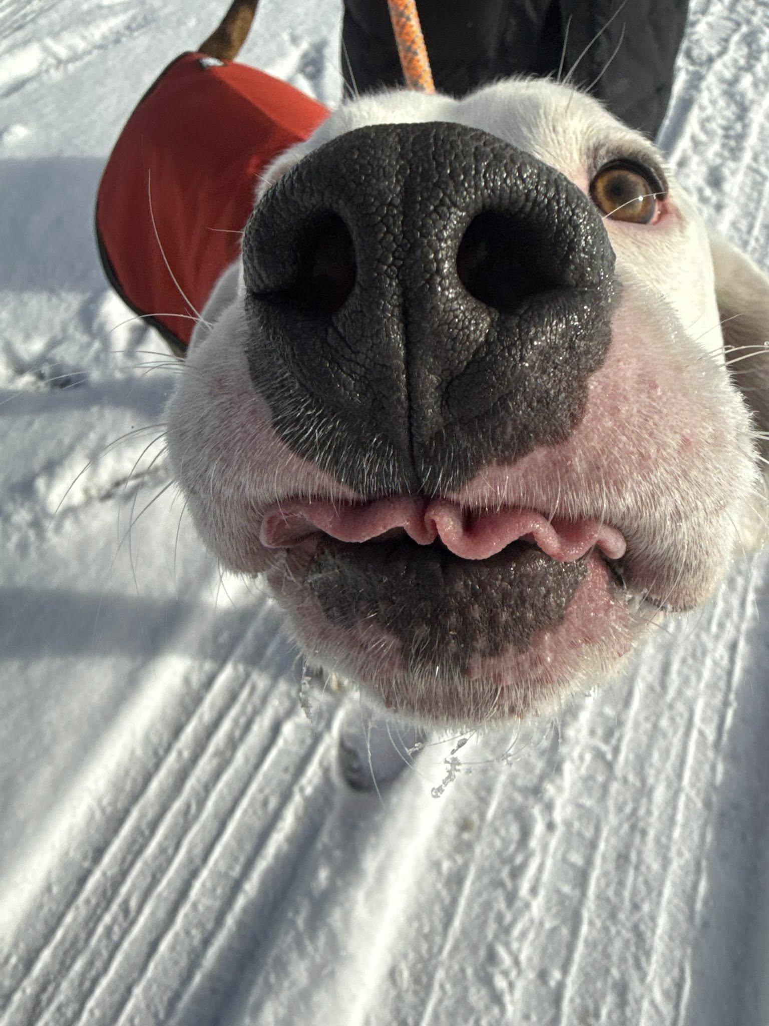 Ace, a ADOPTABLE Mixed Breed in St. Albans, VT image 3/4