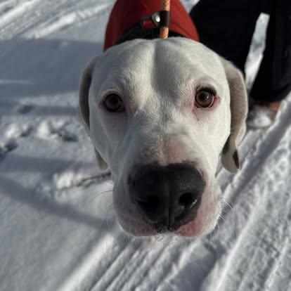 Ace, ADOPTABLE, Adult Male Mixed Breed.