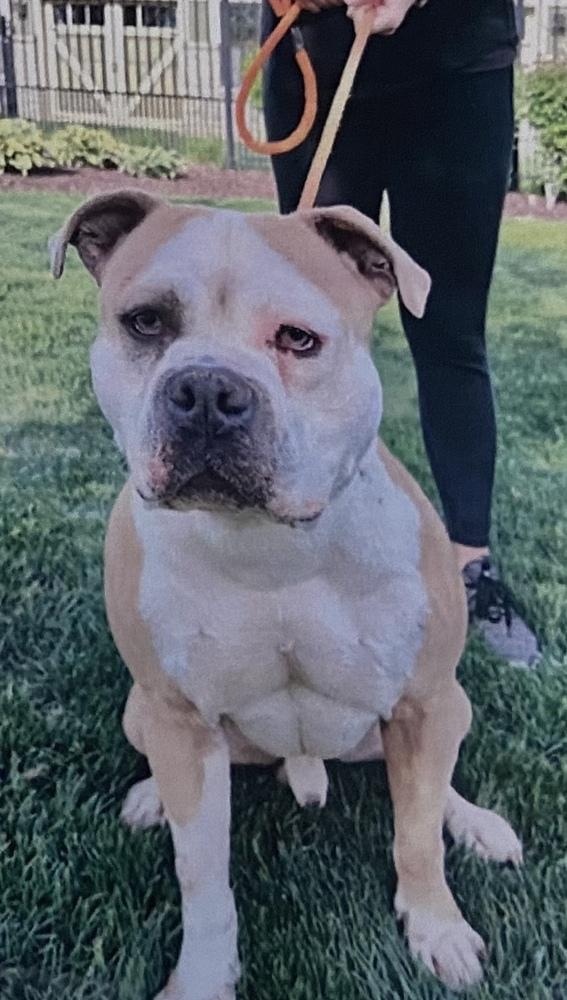 Enlarge Biff, a Adoptable English Bulldog in Fort Madison, IA image 1/2