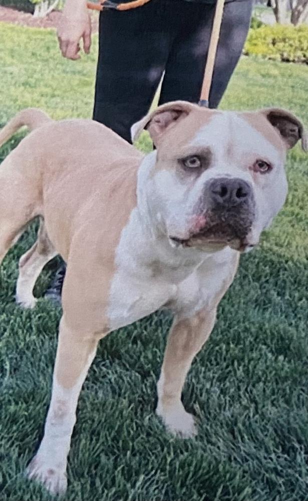 Enlarge Biff, a Adoptable English Bulldog in Fort Madison, IA image 2/2