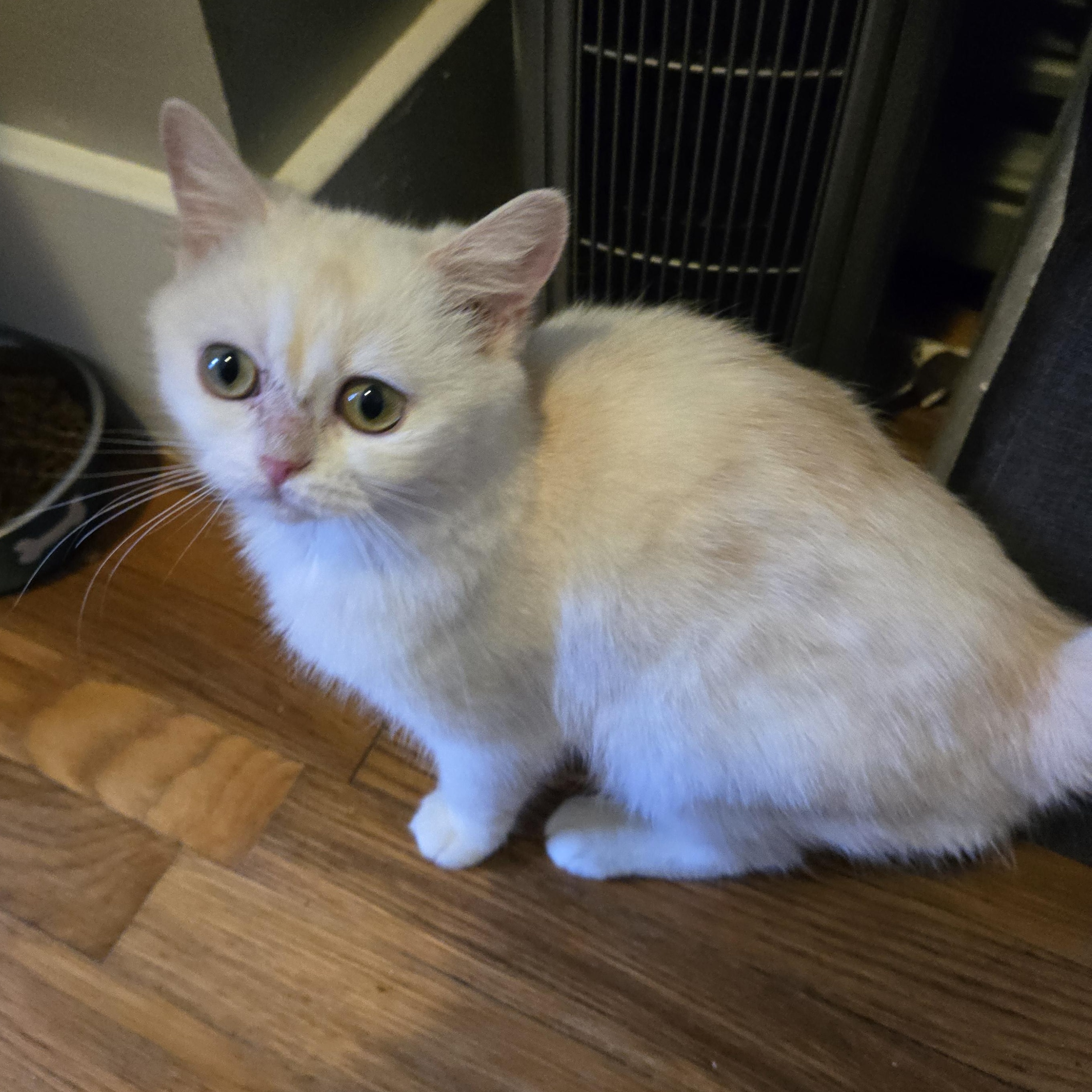 Enlarge Shrimp, a Adopted British Shorthair in Pittsburgh, PA image 2/6
