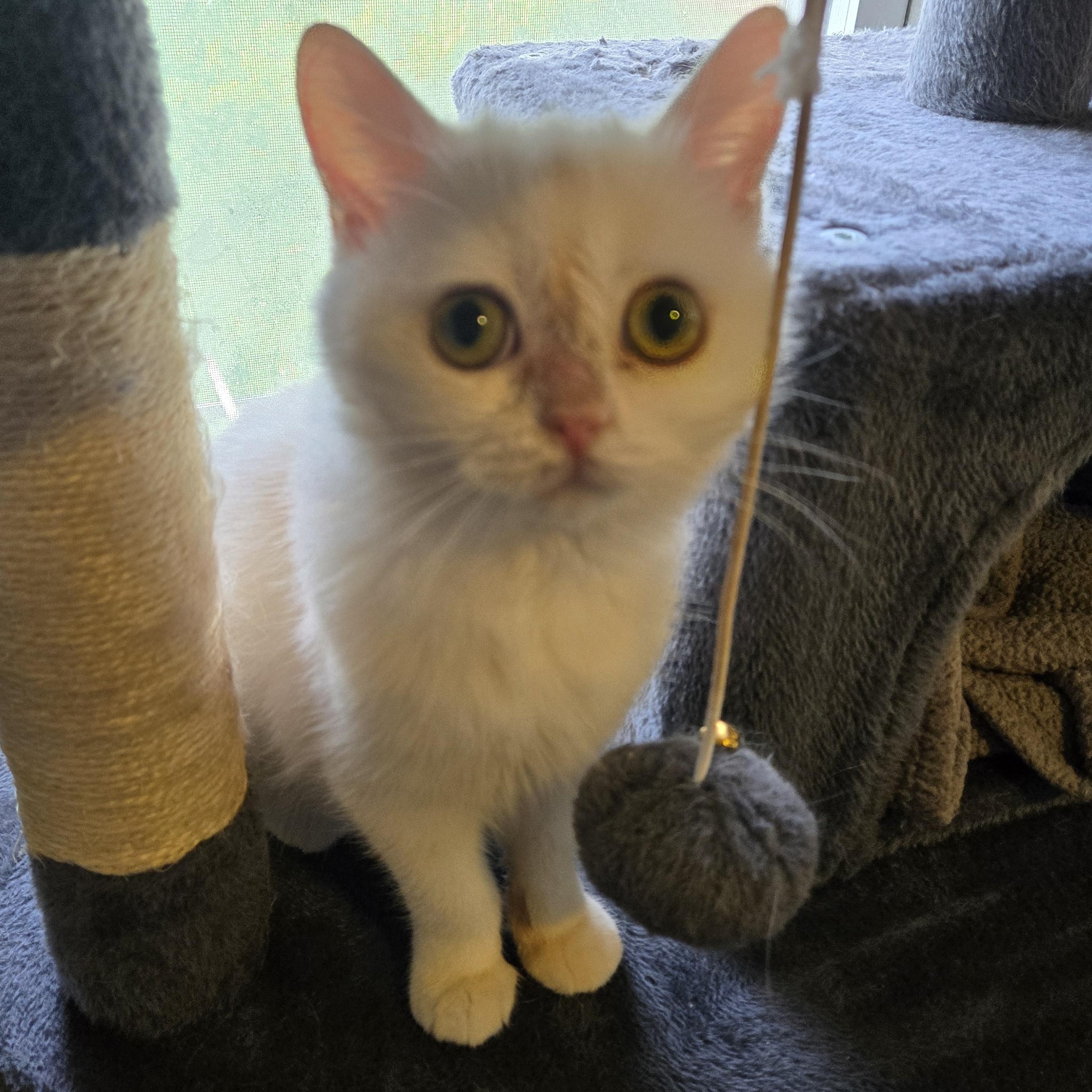 Enlarge Shrimp, a Adopted British Shorthair in Pittsburgh, PA image 3/6