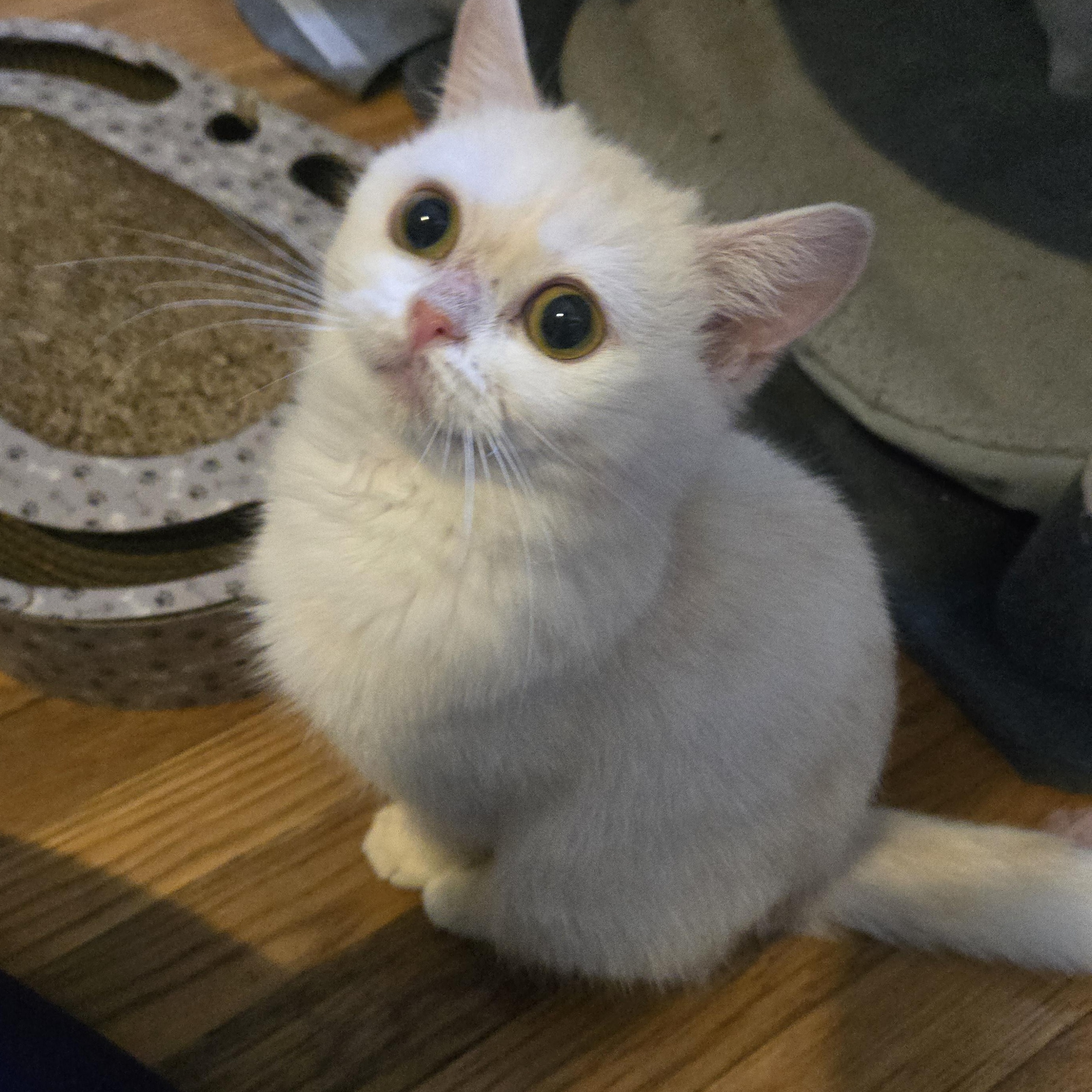 Enlarge Shrimp, a Adopted British Shorthair in Pittsburgh, PA image 4/6