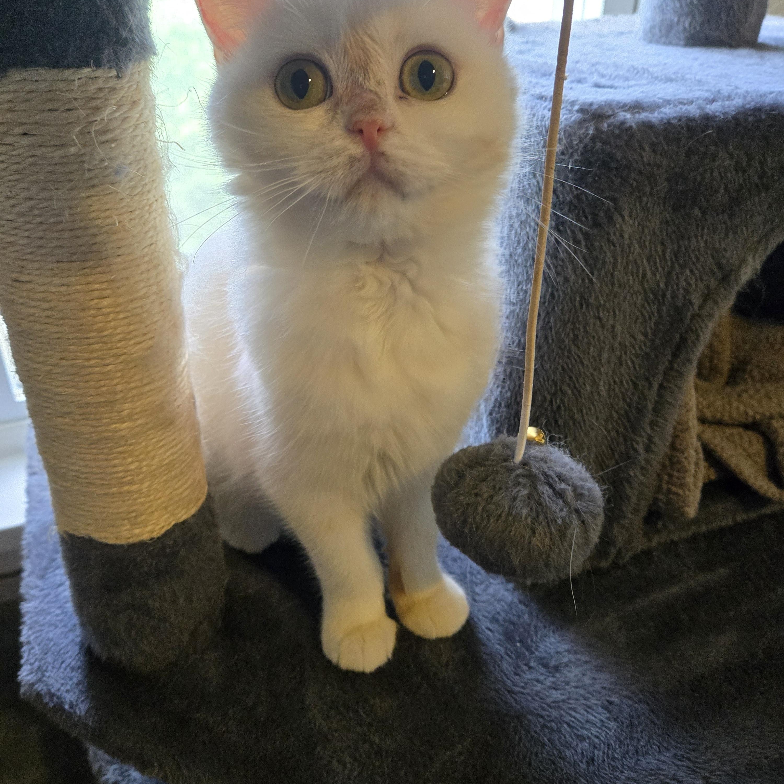 Enlarge Shrimp, a Adopted British Shorthair in Pittsburgh, PA image 5/6