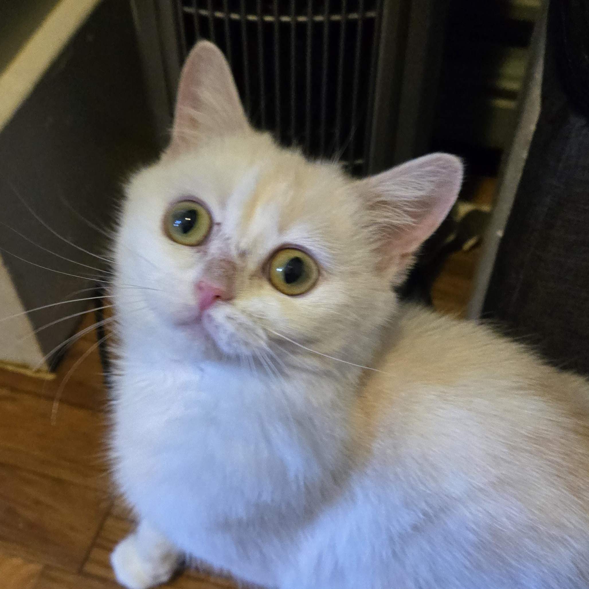 Shrimp, Adopted, Young Male British Shorthair.