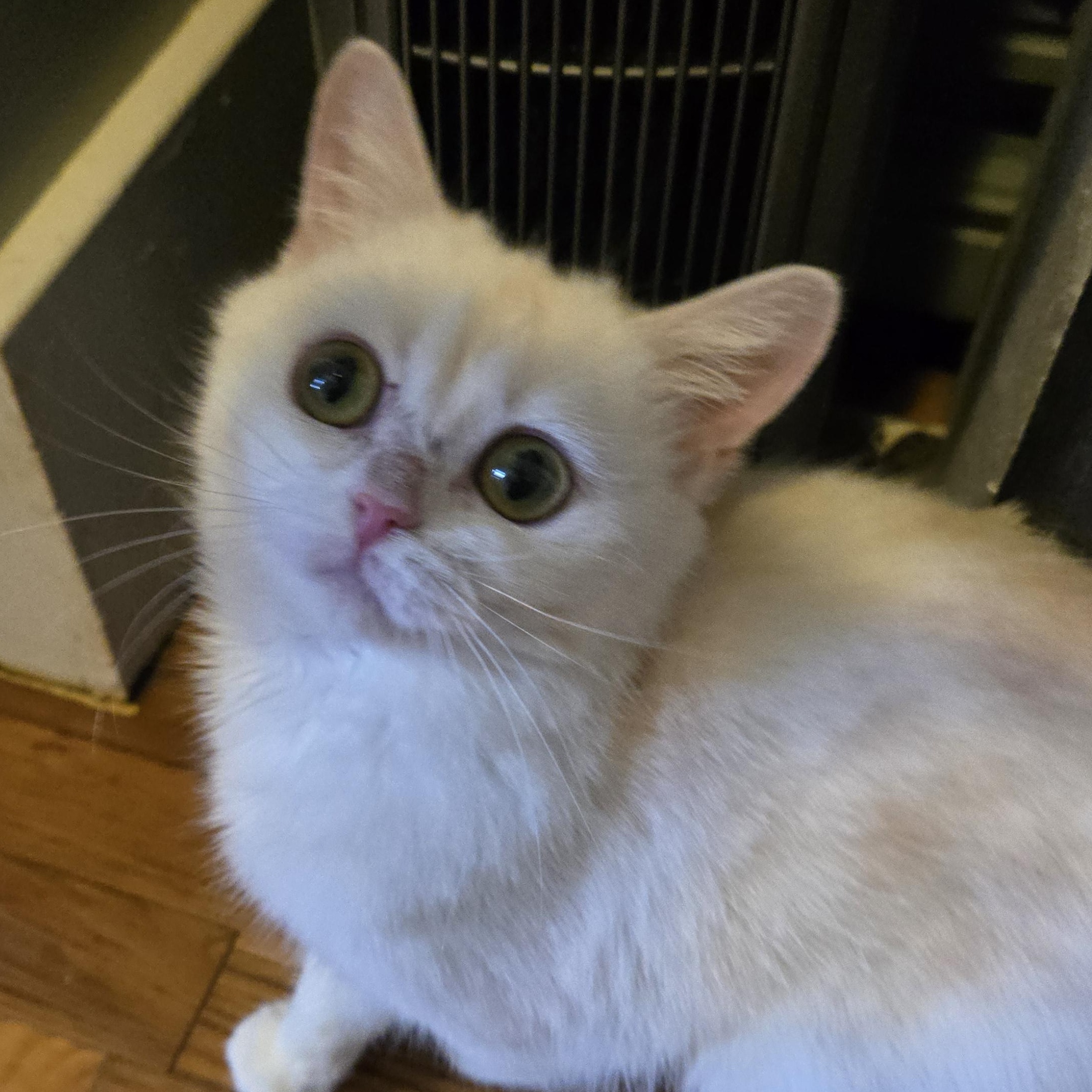 Enlarge Shrimp, a Adopted British Shorthair in Pittsburgh, PA image 6/6