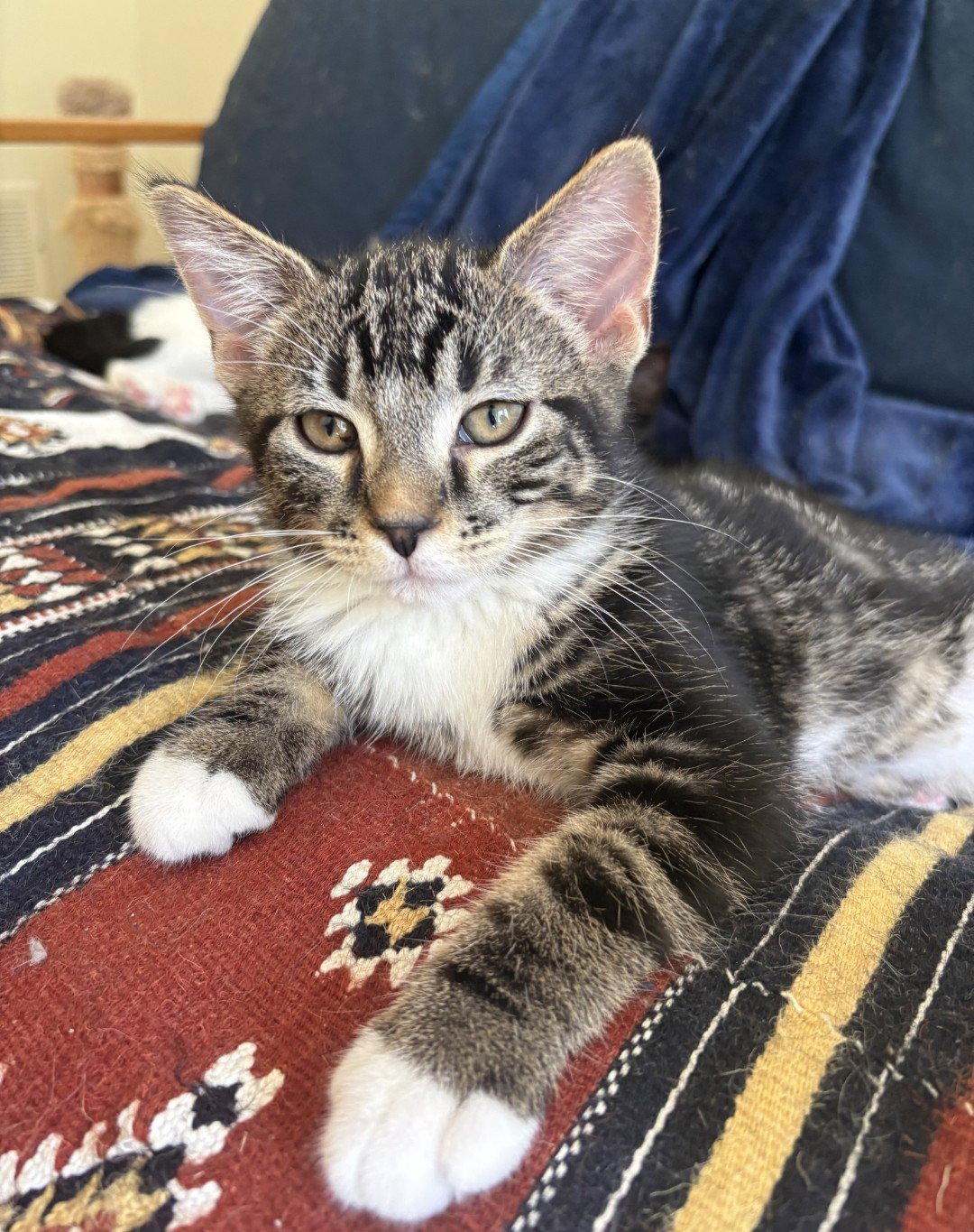 Lark, Adopted, Kitten Male Domestic Short Hair & Tabby.