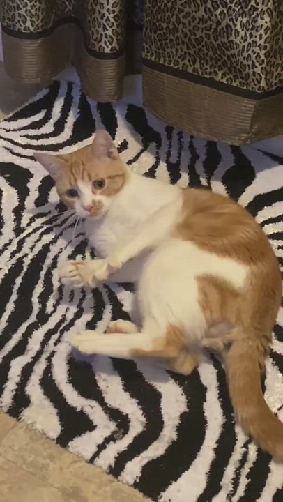 Enlarge Sam, a Adopted Domestic Short Hair in Duette, FL video 1/4