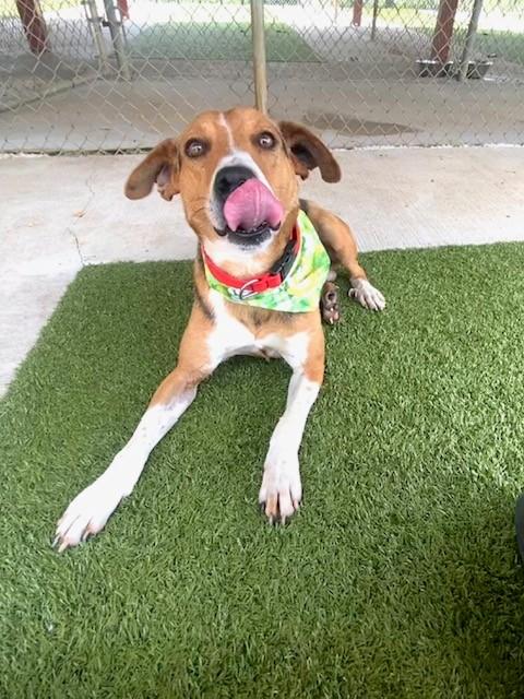 Smiley, ADOPTABLE, Adult Male Mountain Cur & Hound.