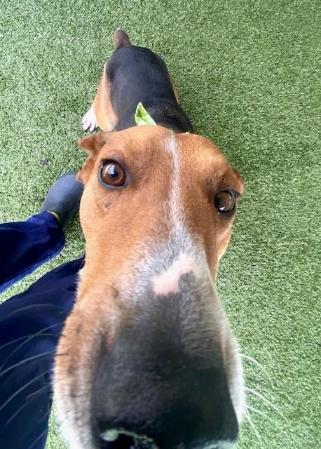 Enlarge Smiley, a ADOPTABLE mixed breed in Fayetteville, AR image 5/5