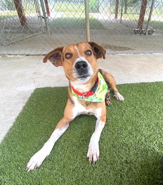 Enlarge Smiley, a ADOPTABLE mixed breed in Fayetteville, AR image 2/5