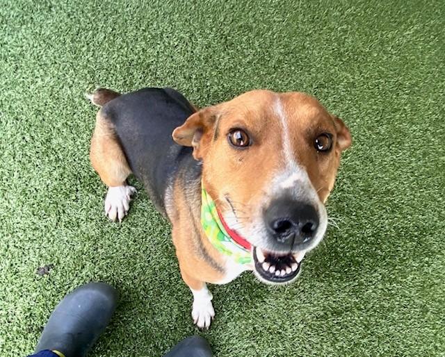 Enlarge Smiley, a ADOPTABLE mixed breed in Fayetteville, AR image 4/5