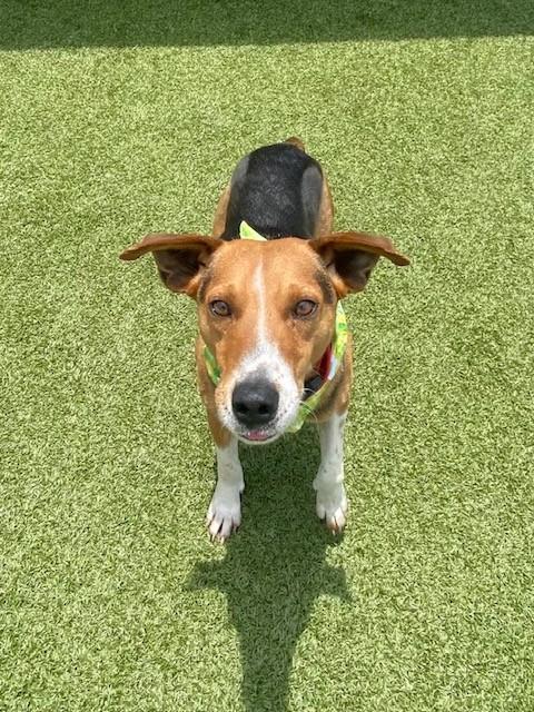 Enlarge Smiley, a ADOPTABLE mixed breed in Fayetteville, AR image 3/5