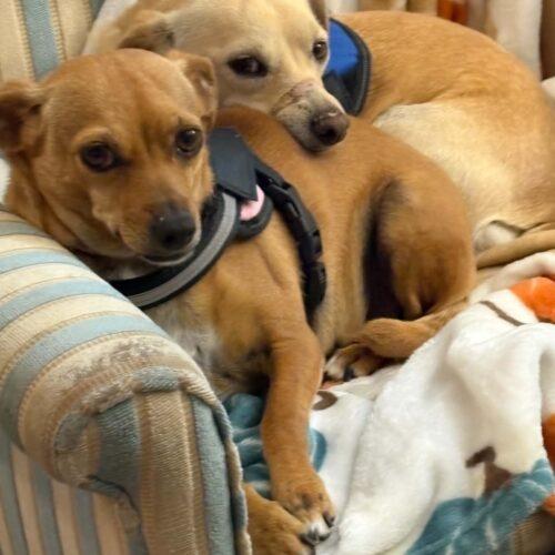 Brewer, Adoptable, Young Male Chihuahua & Mixed Breed.