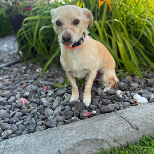 Enlarge Brewer, a Adoptable mixed breed in Langley, BC image 2/2