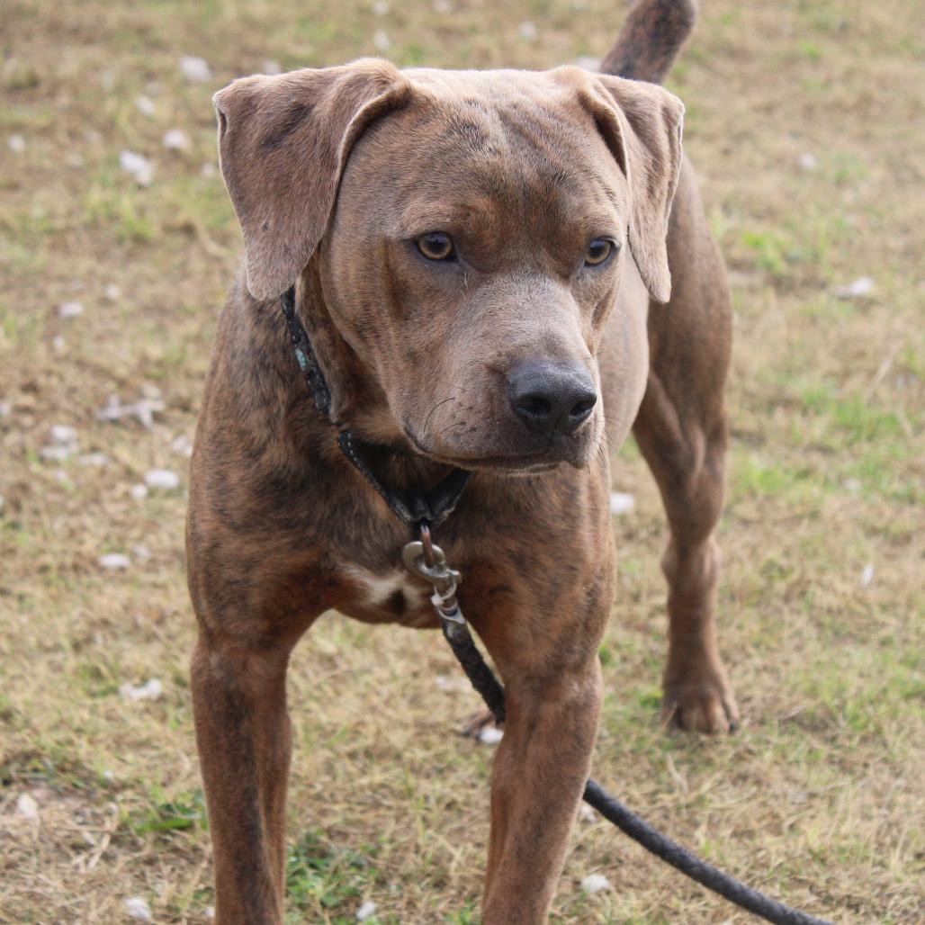 Enlarge Bubba Gump, a Adoptable Pit Bull Terrier in Cleveland, MS image 2/6