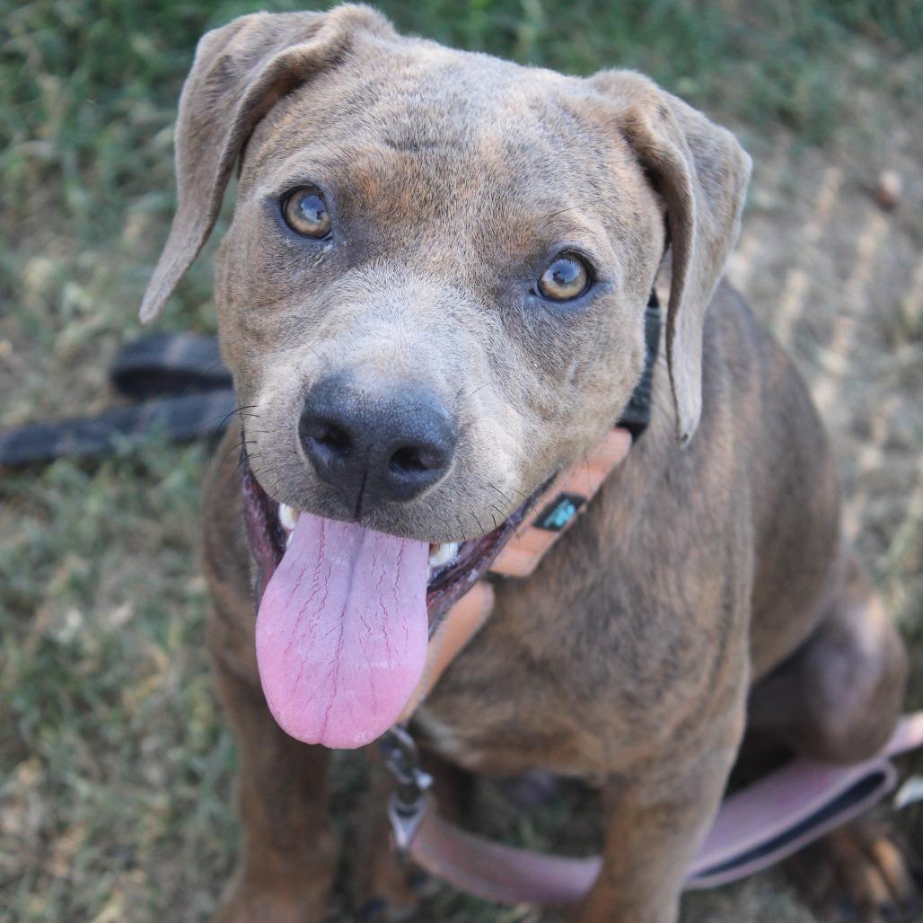 Enlarge Bubba Gump, a Adoptable Pit Bull Terrier in Cleveland, MS image 2/4