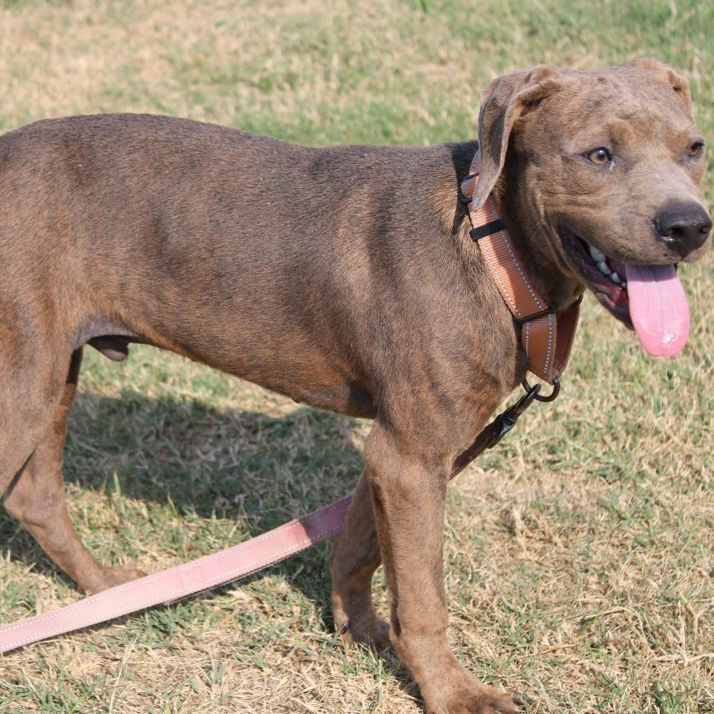 Enlarge Bubba Gump, a Adoptable Pit Bull Terrier in Cleveland, MS image 3/4