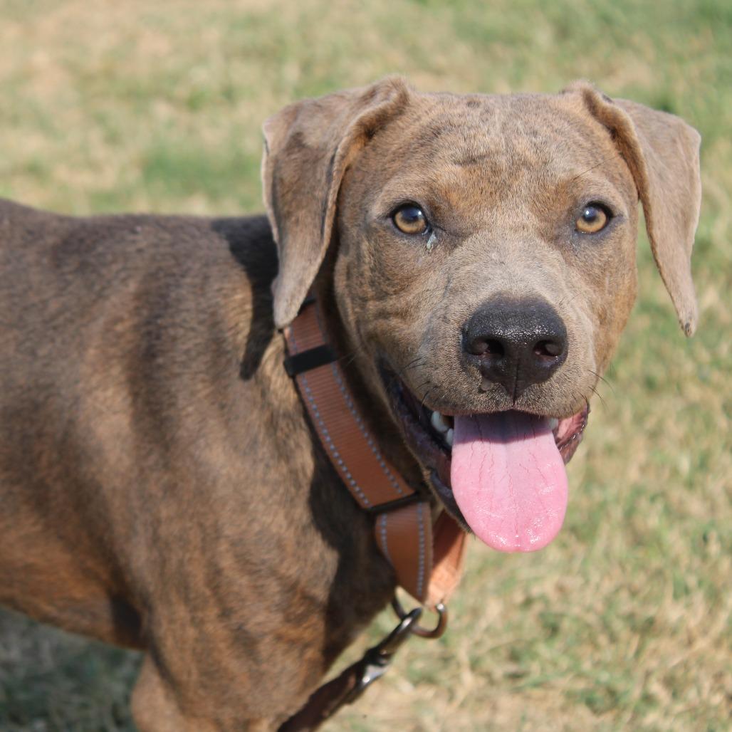 Enlarge Bubba Gump, a Adoptable Pit Bull Terrier in Cleveland, MS image 4/4
