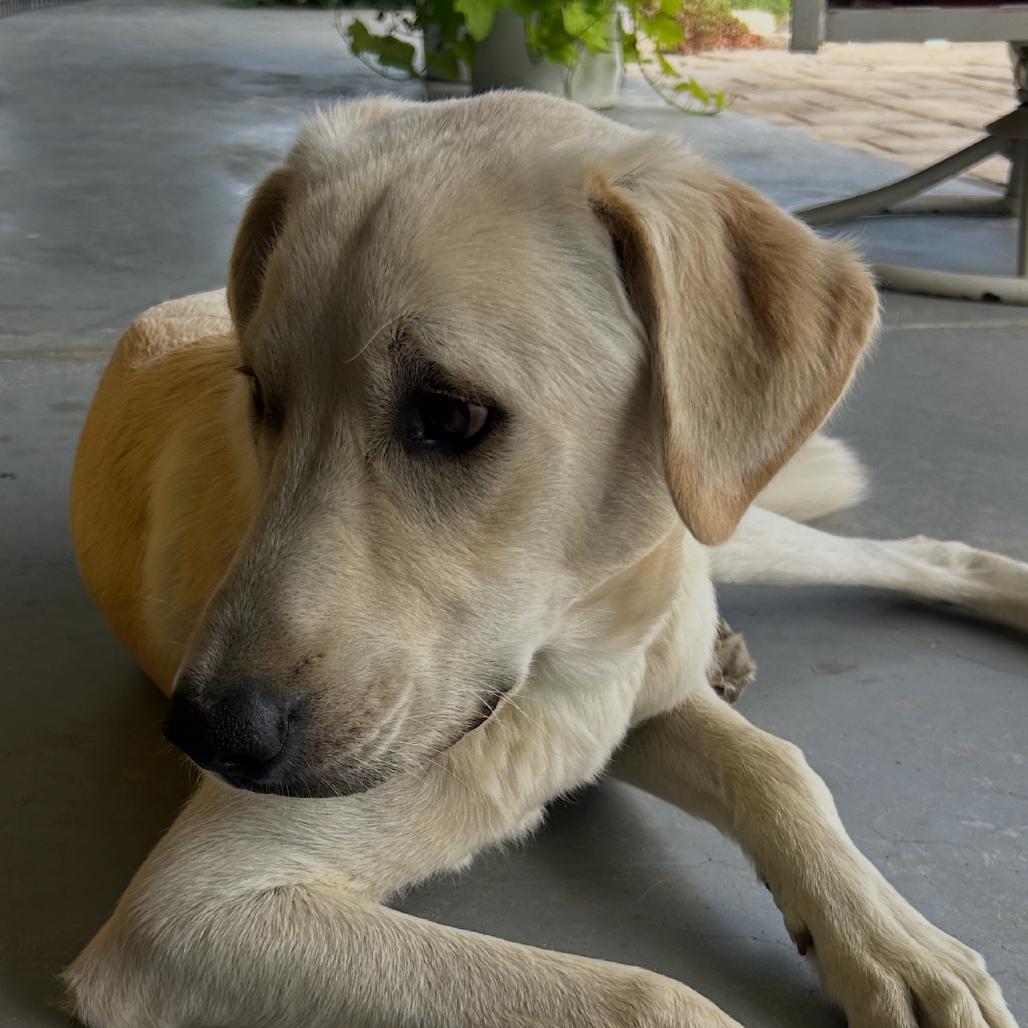 Henry, Adoptable, Young Male Yellow Labrador Retriever.