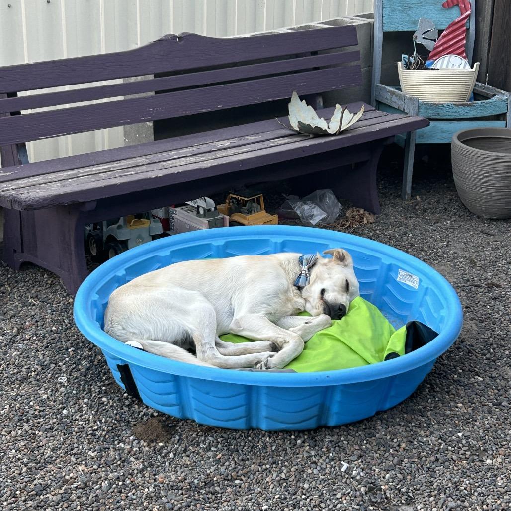 Henry, a Adoptable Yellow Labrador Retriever in Othello, WA image 2/2