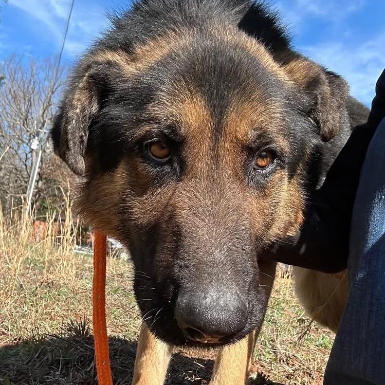 Teddy, Adoptable, Adult Male German Shepherd Dog.