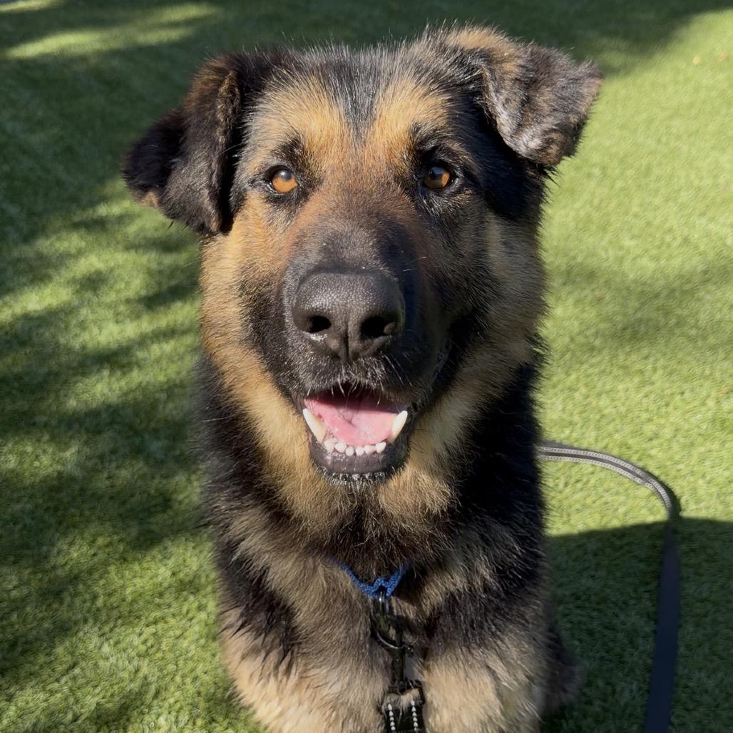 Enlarge Teddy, a Adoptable German Shepherd Dog in Troy, VA image 2/3