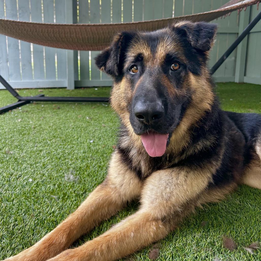 Teddy, a Adoptable German Shepherd Dog in Troy, VA image 3/6