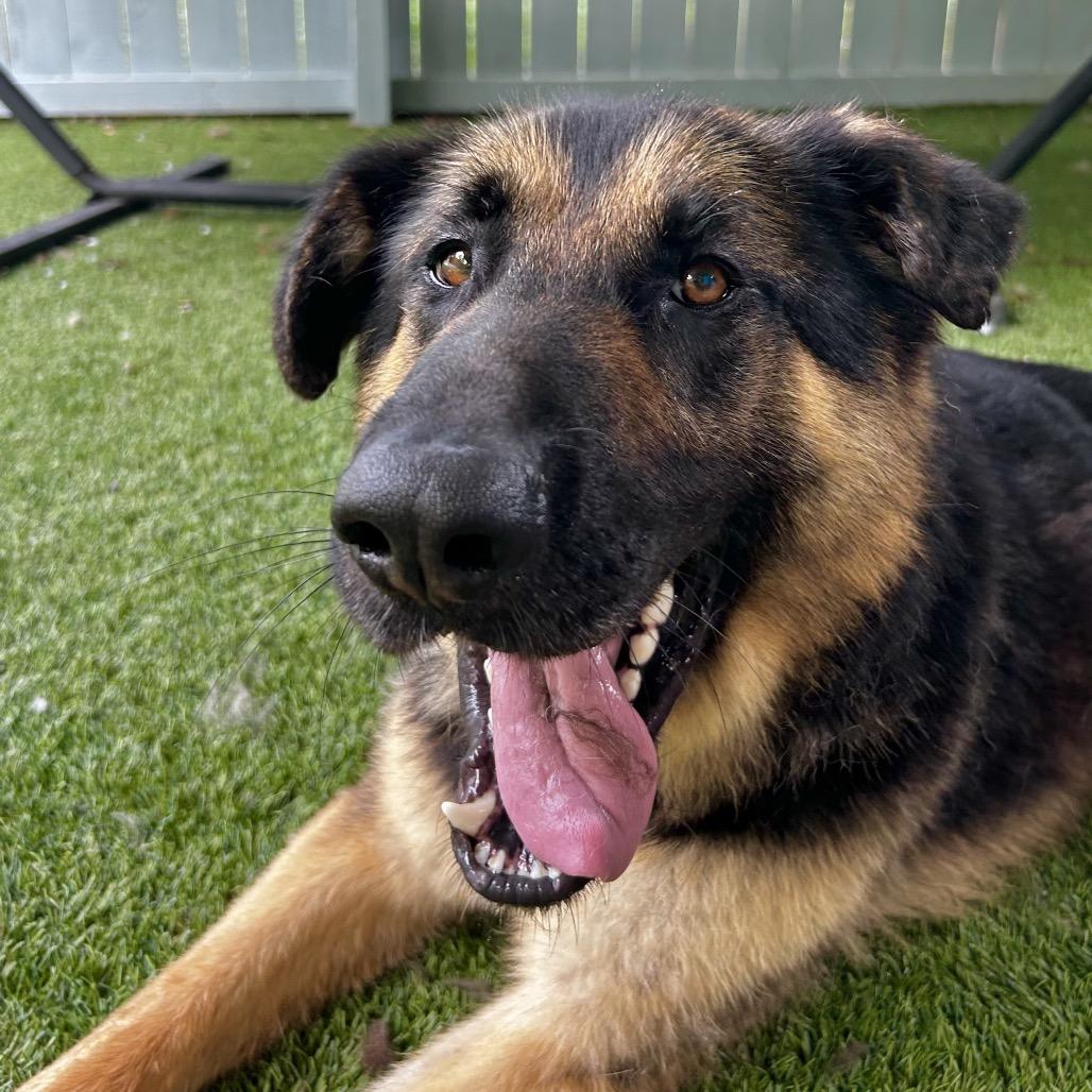 Teddy, a Adoptable German Shepherd Dog in Troy, VA image 4/6