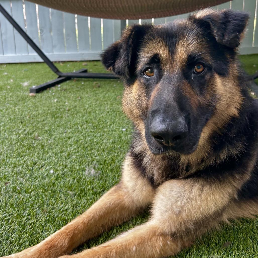Teddy, a Adoptable German Shepherd Dog in Troy, VA image 5/6