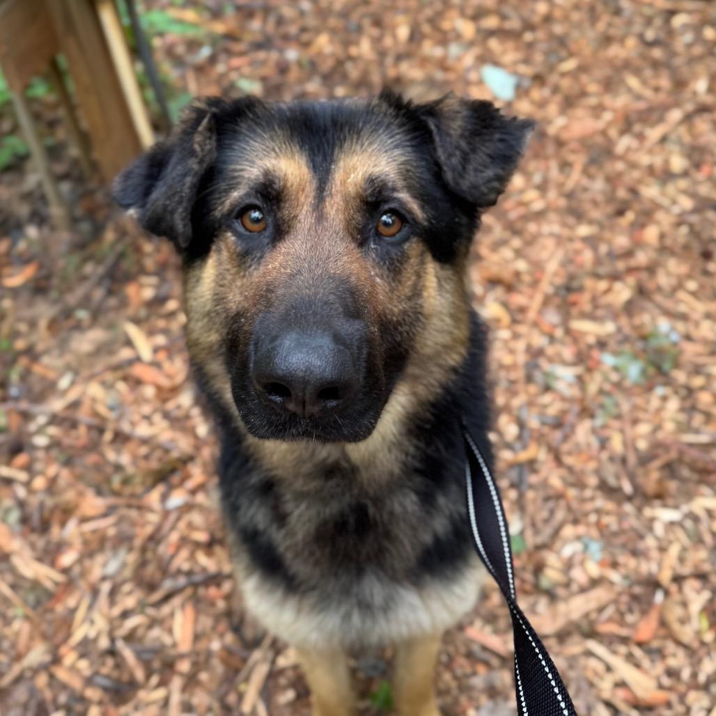 Enlarge Teddy, a Adoptable German Shepherd Dog in Troy, VA image 3/3