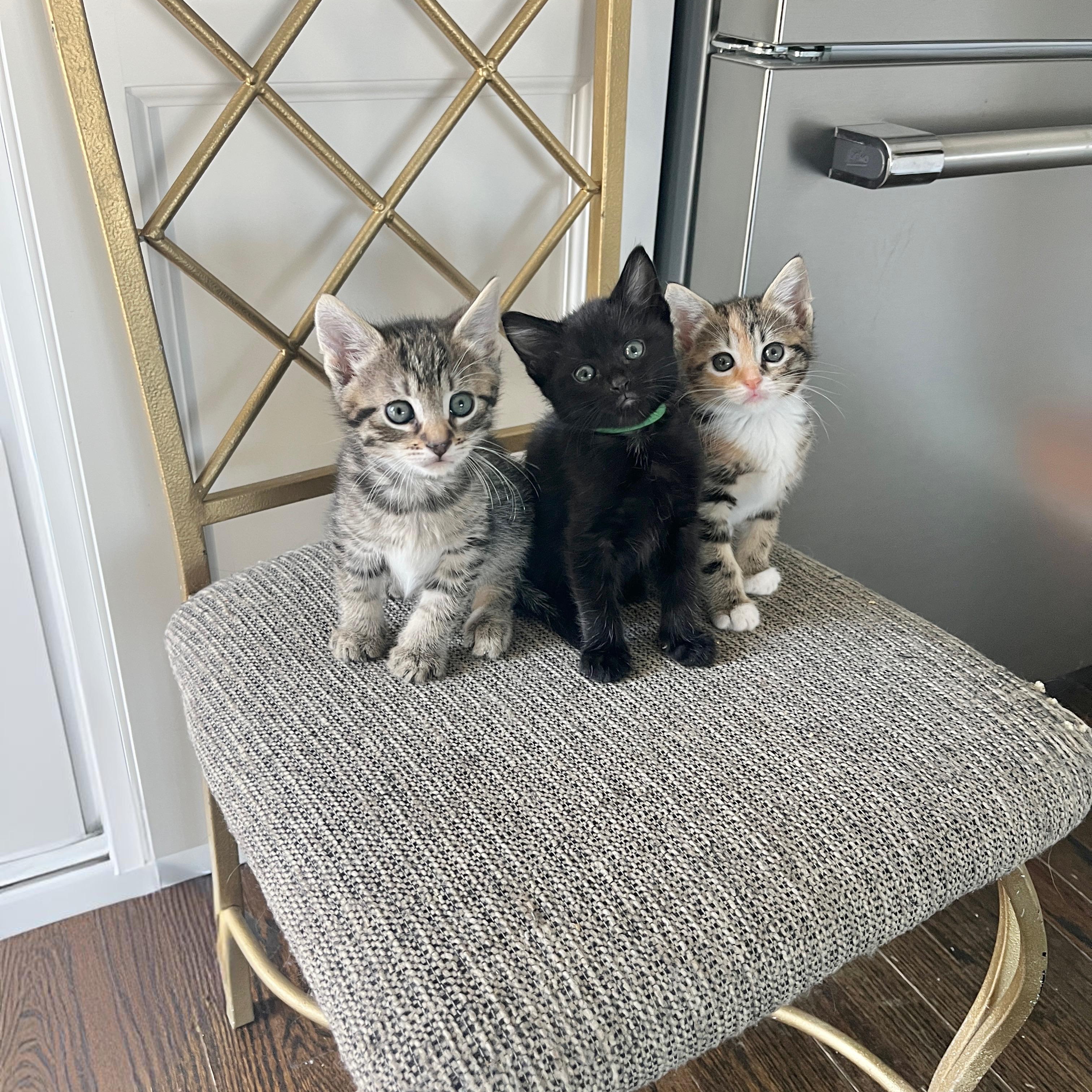 Enlarge Kai, a Adoptable mixed breed in Moriches, NY image 2/3