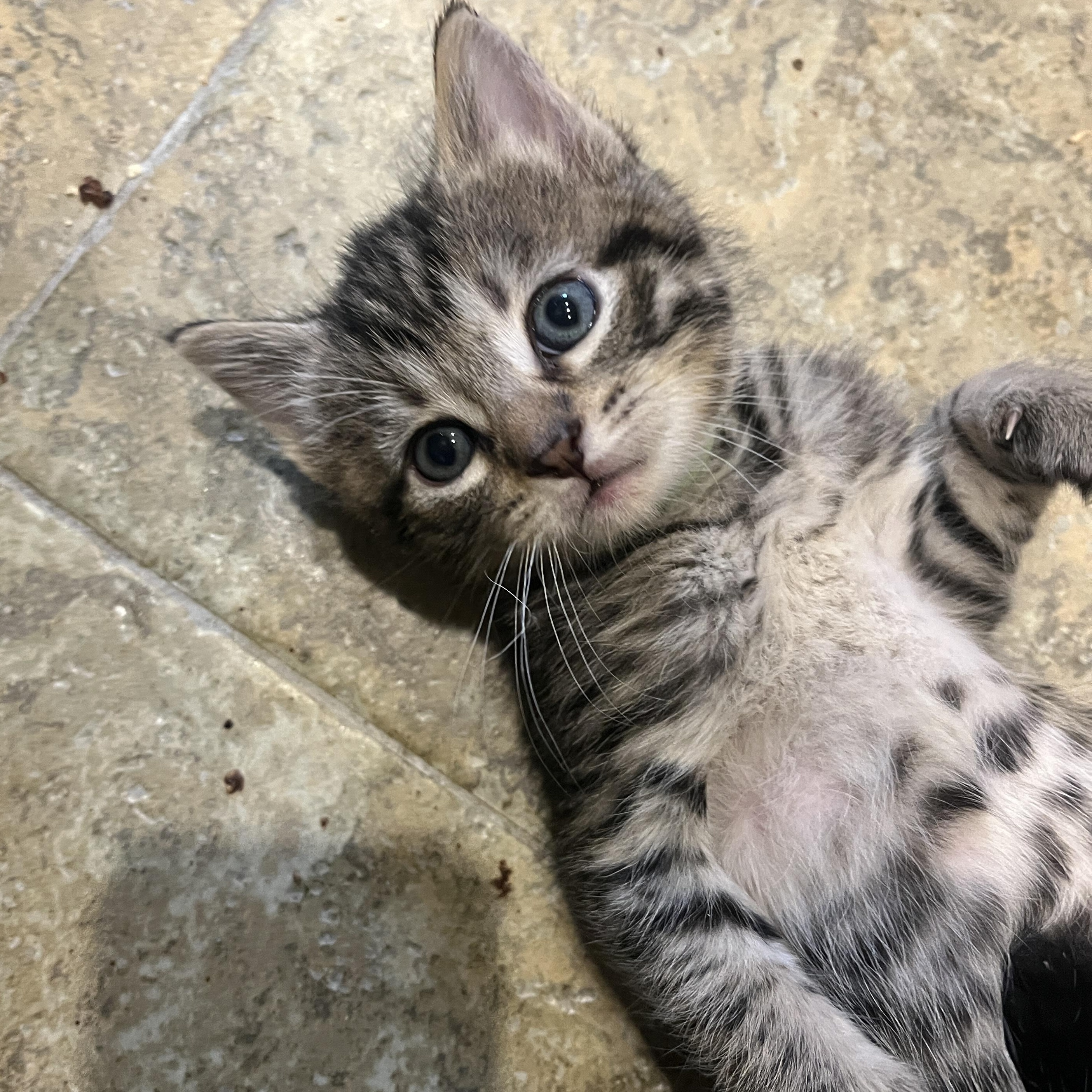 Kai, Adoptable, Kitten Male Domestic Short Hair & Tabby.