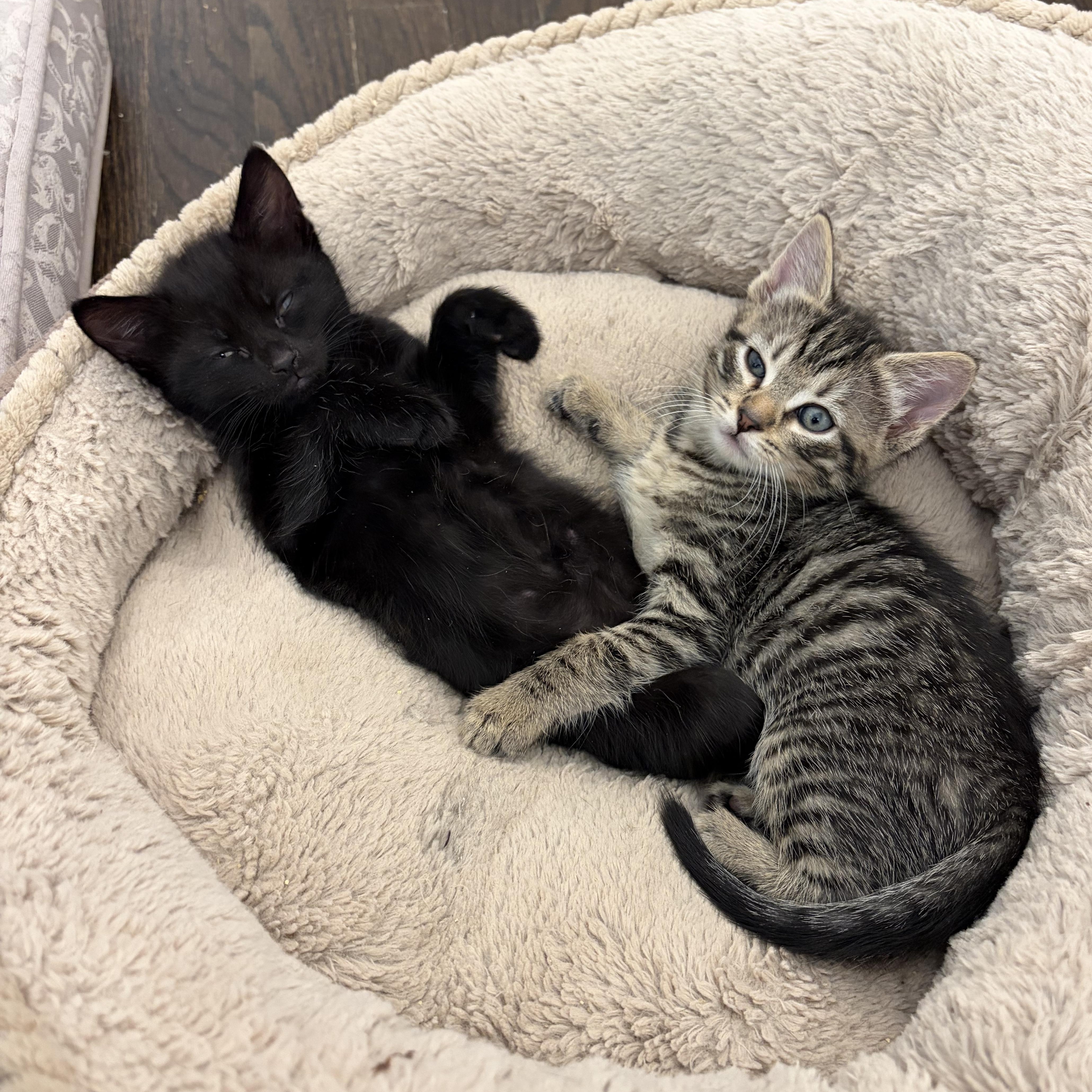 Enlarge Kai, a Adoptable mixed breed in Moriches, NY image 3/3