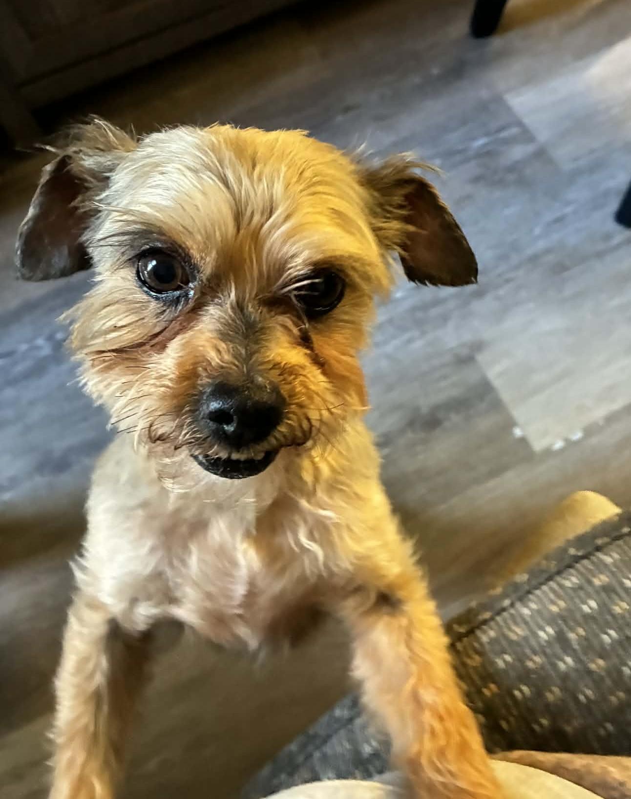 Enlarge Popcorn, an adoptable Yorkshire Terrier in Blue Bell, PA image 5/5