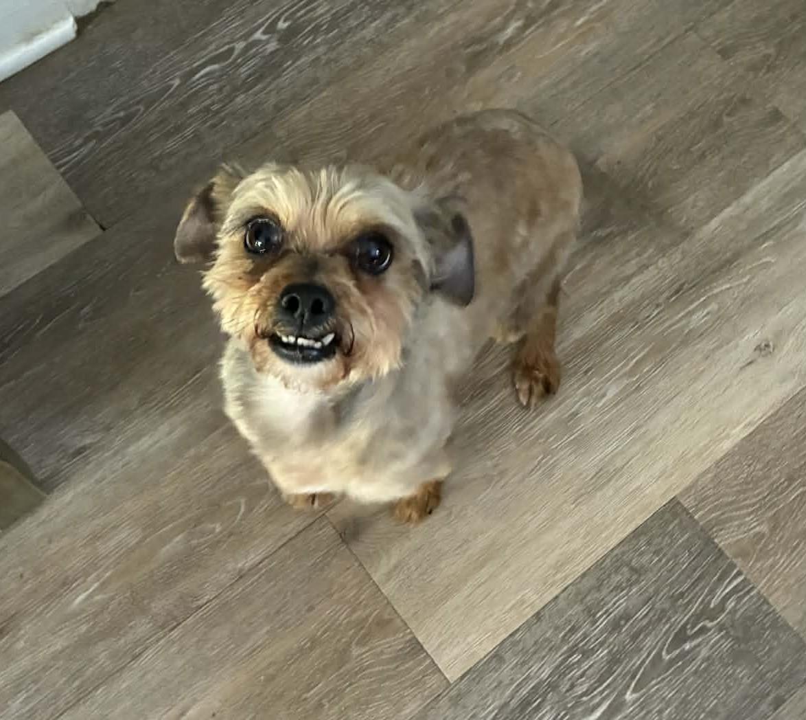 Enlarge Popcorn, an adoptable Yorkshire Terrier in Blue Bell, PA image 3/5