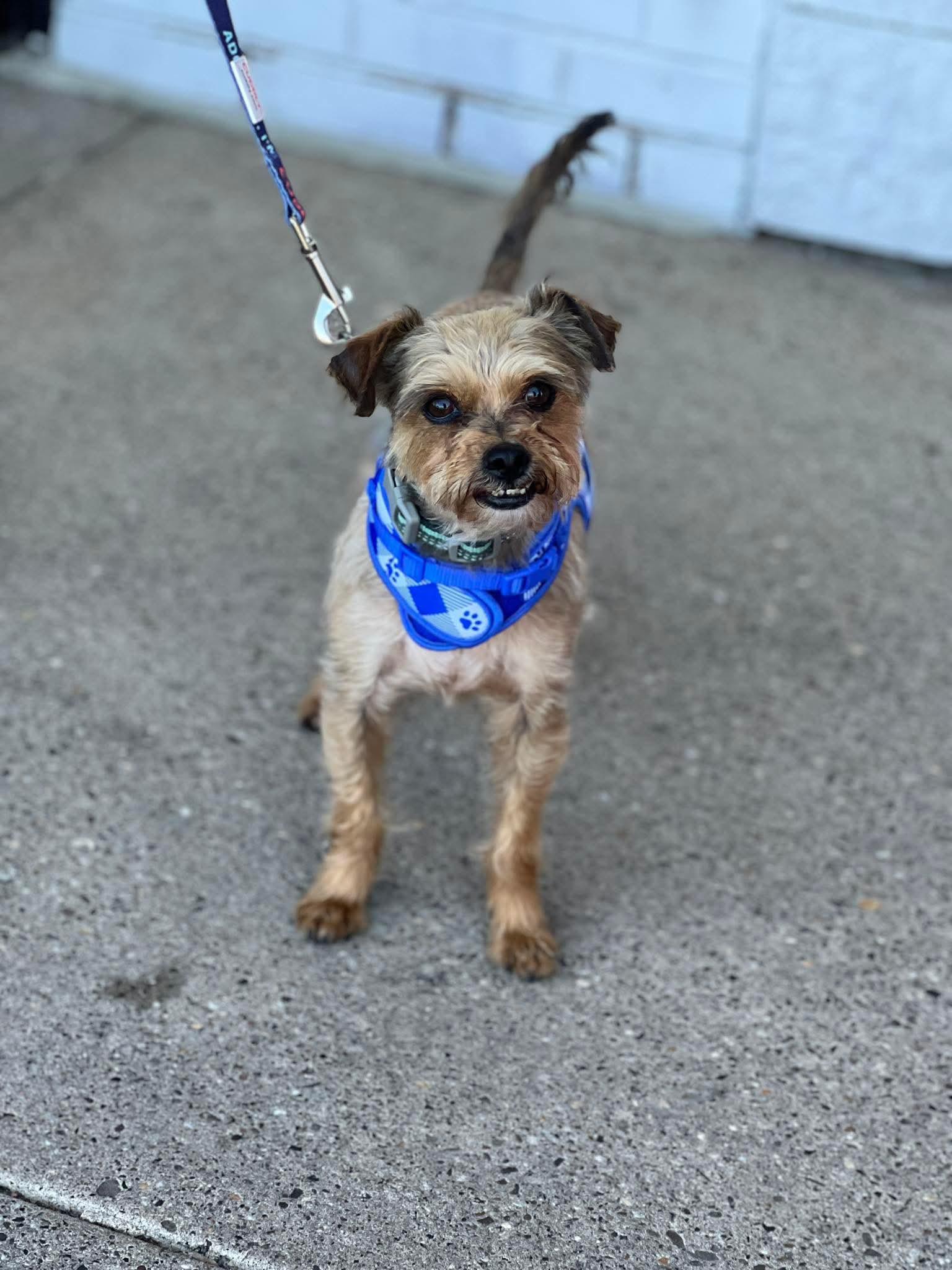 Enlarge Popcorn, an adoptable Yorkshire Terrier in Blue Bell, PA image 1/5