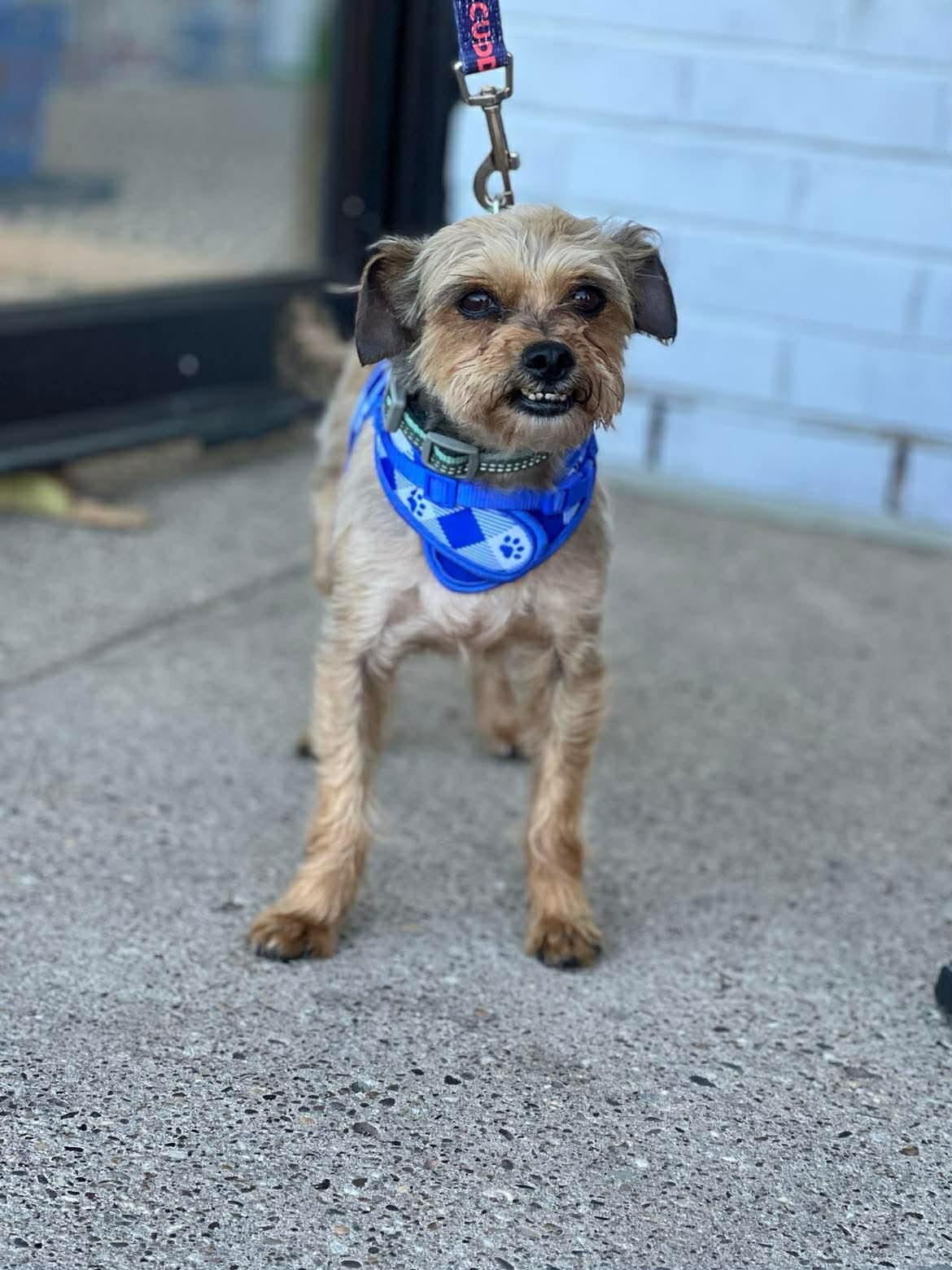 Enlarge Popcorn, an adoptable Yorkshire Terrier in Blue Bell, PA image 2/5