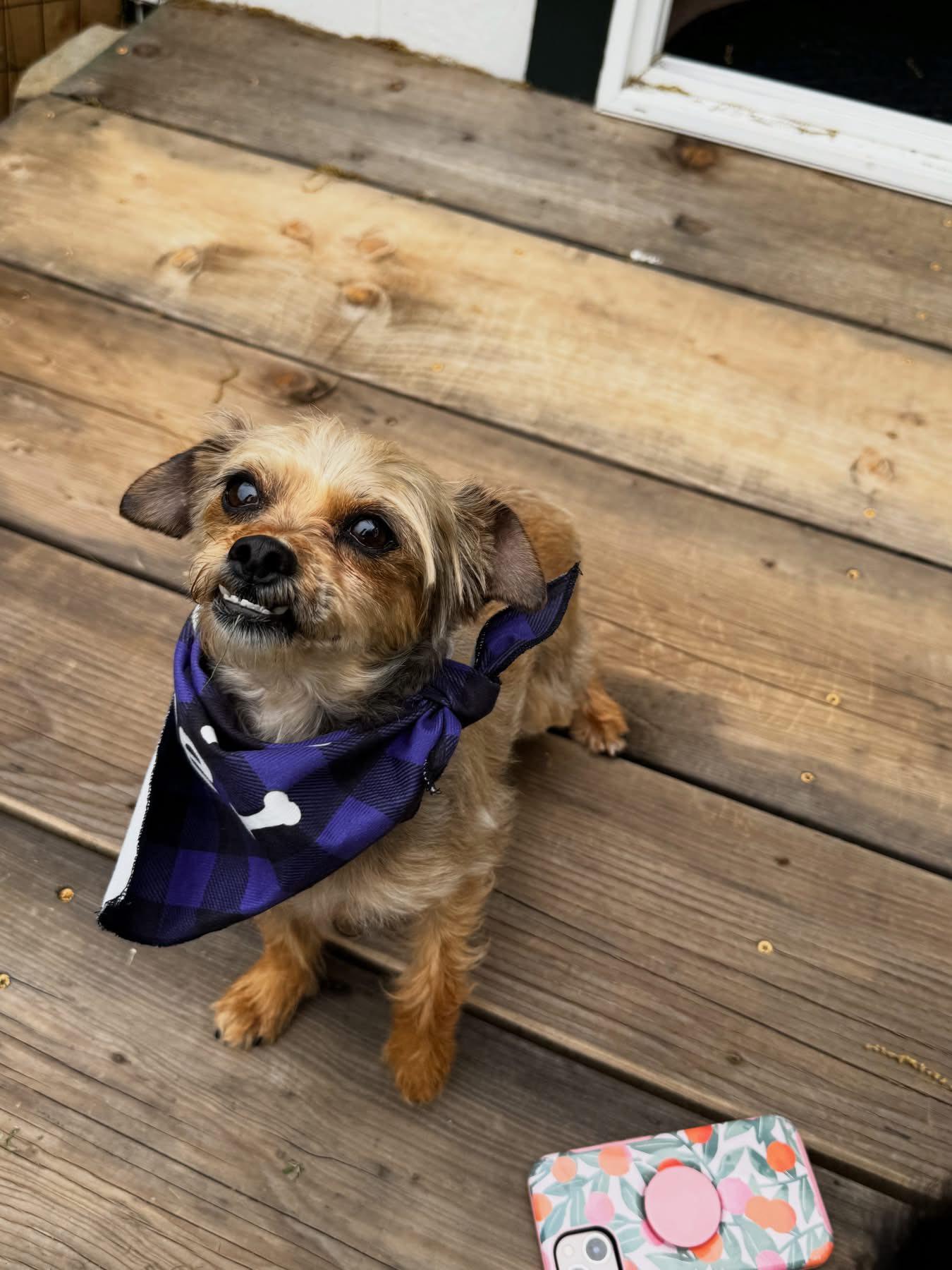Popcorn, an adoptable Yorkshire Terrier in Blue Bell, PA image 2/6