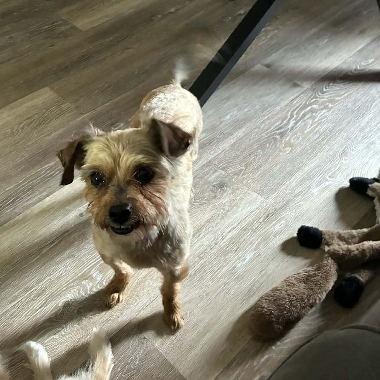 Enlarge Popcorn, an adoptable Yorkshire Terrier in Blue Bell, PA image 4/5