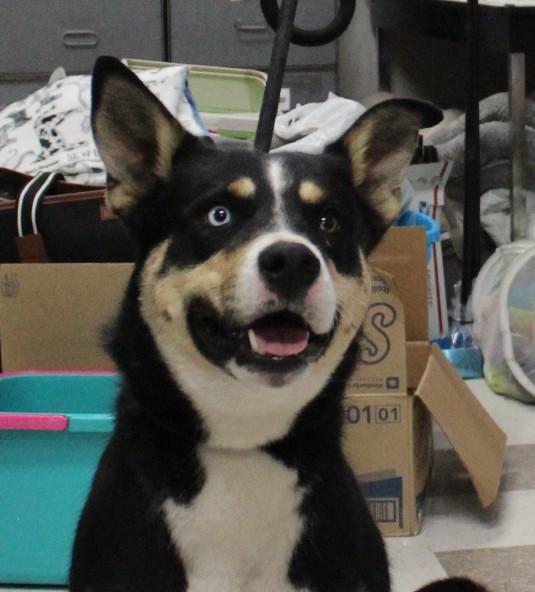 ECHO