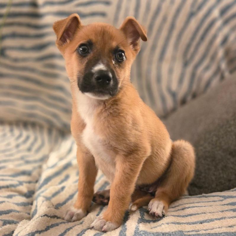 Possum, Adoptable, Puppy Female Shepherd.
