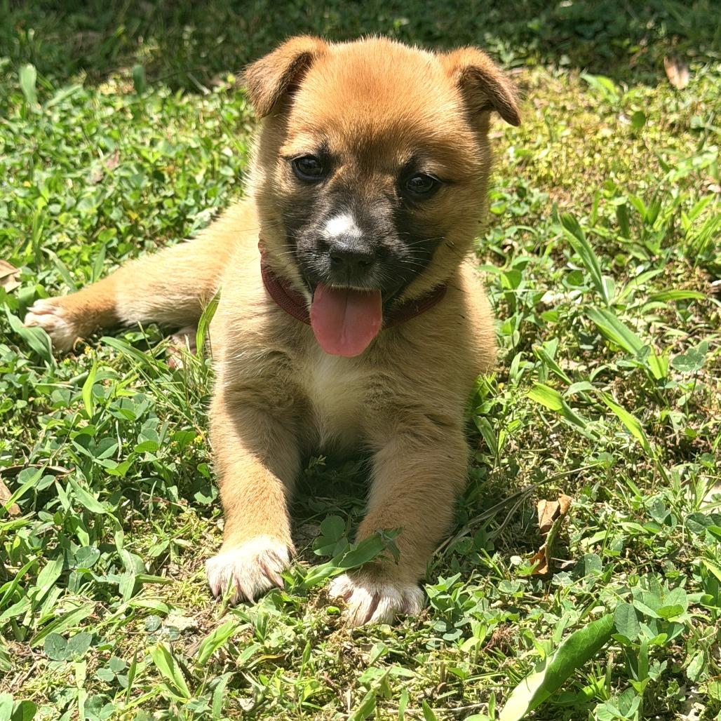 Enlarge Possum, a Adoptable mixed breed in Chattanooga, TN image 4/4