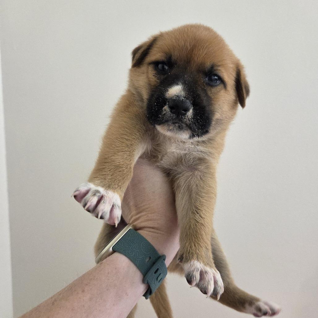 Enlarge Possum, a Adoptable mixed breed in Chattanooga, TN image 2/4