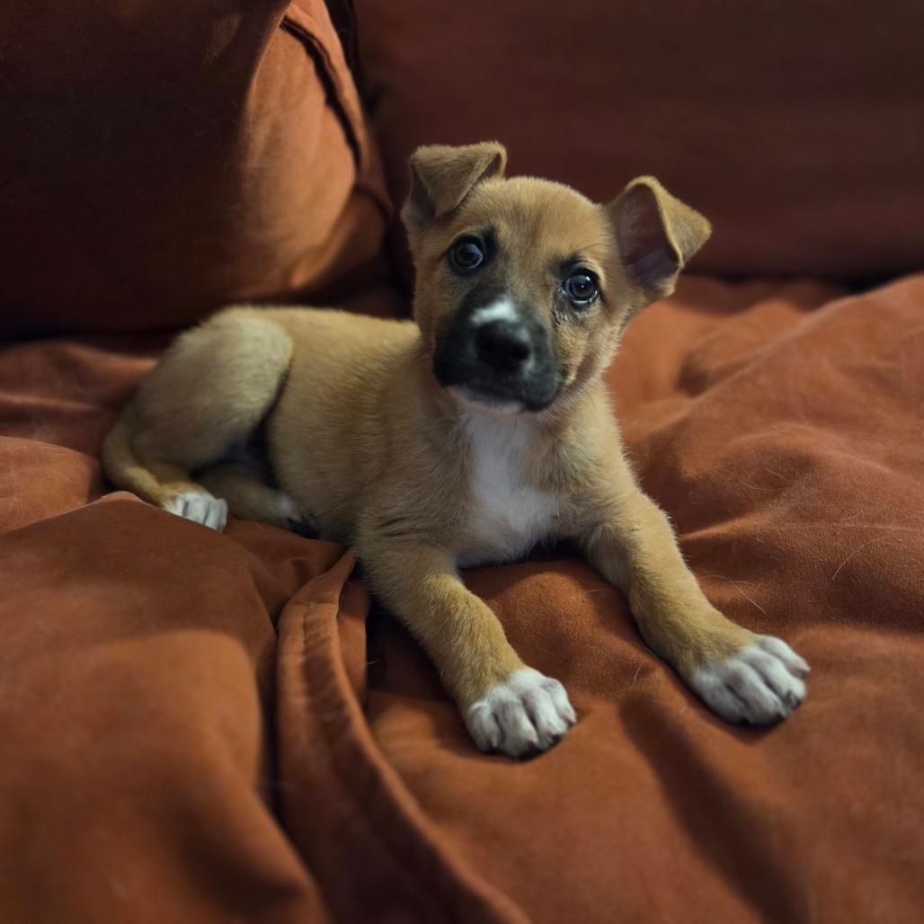 Enlarge Possum, a Adoptable mixed breed in Chattanooga, TN image 3/4