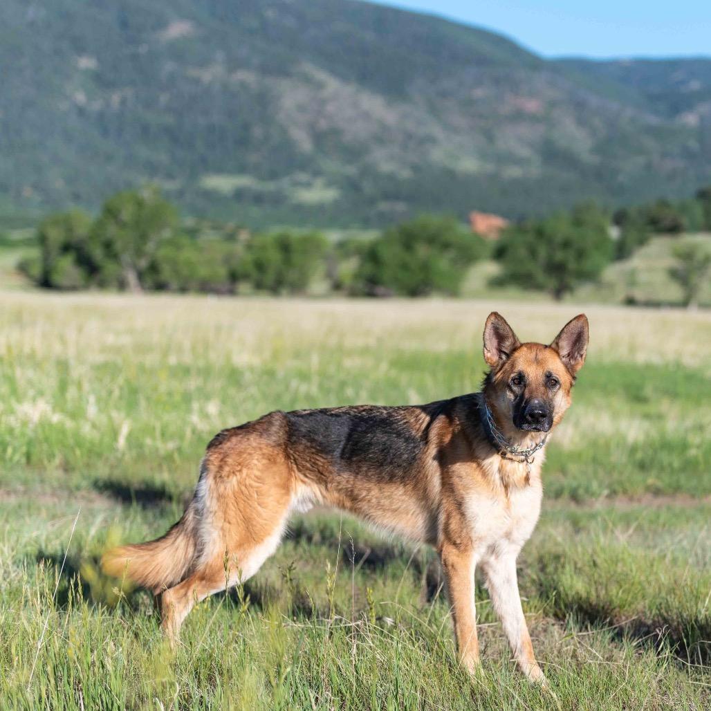 Rip, a Adoptable German Shepherd Dog in Lakewood, CO image 1/6
