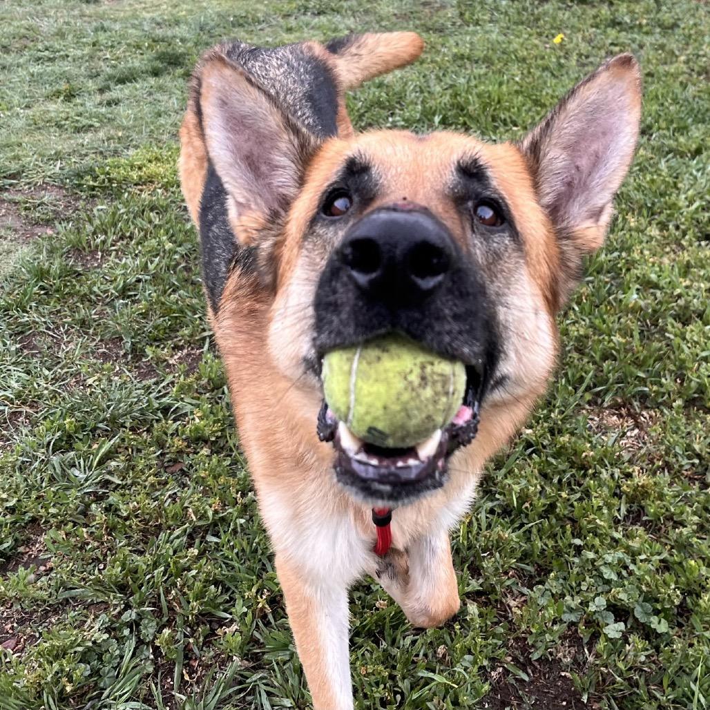 Rip, a Adoptable German Shepherd Dog in Lakewood, CO image 2/6