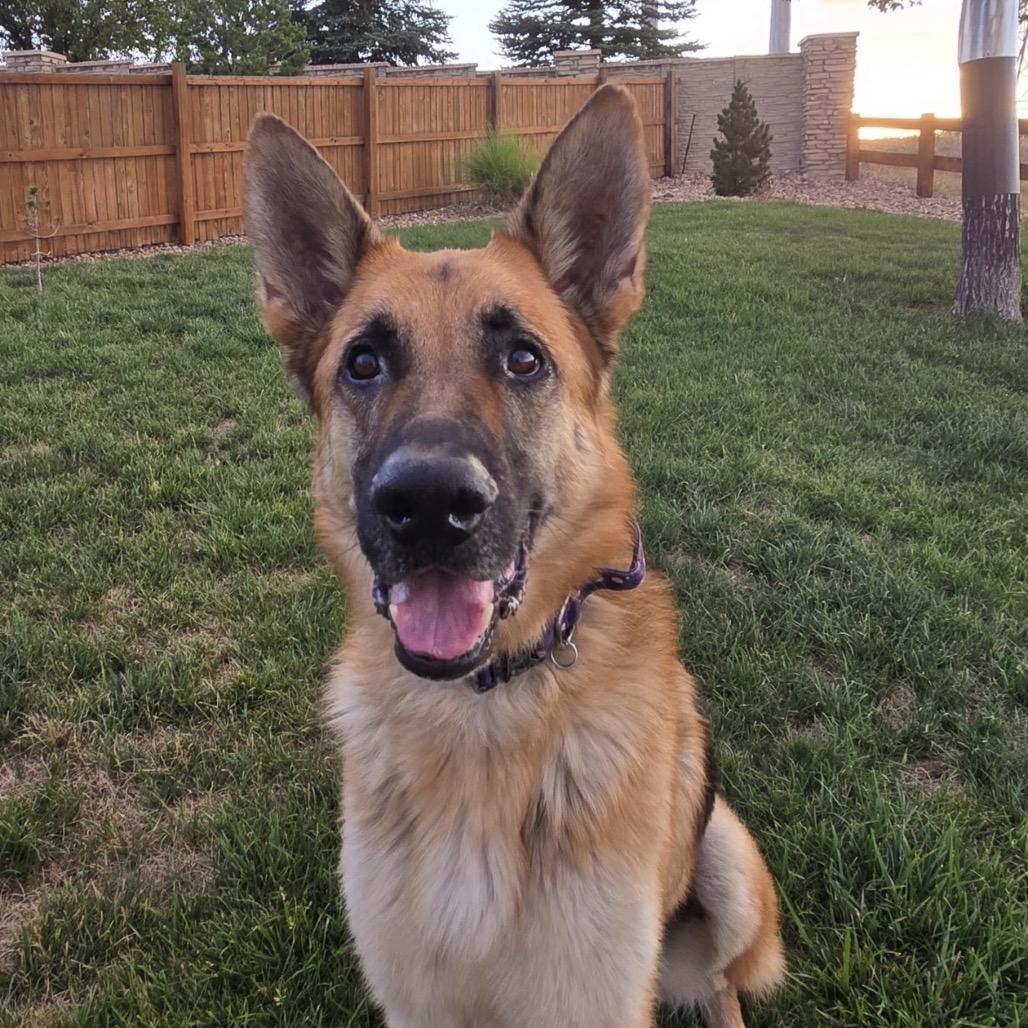 Rip, a Adoptable German Shepherd Dog in Lakewood, CO image 3/6