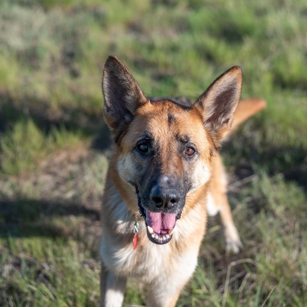 Rip, a Adoptable German Shepherd Dog in Lakewood, CO image 4/6